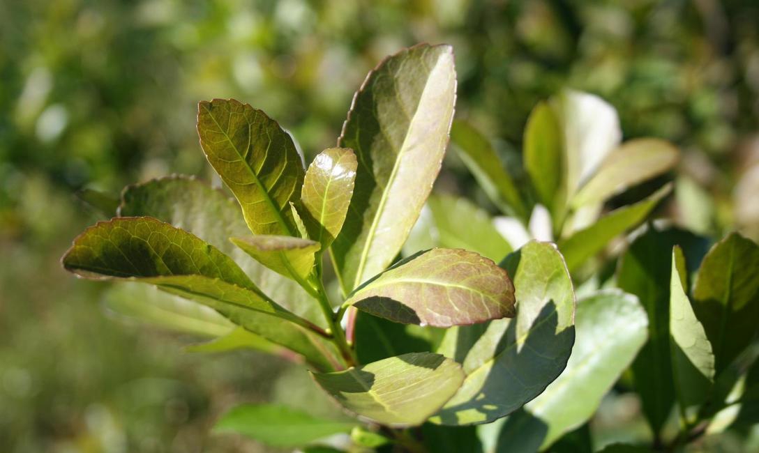 Yerba Mate: Se encuentran vigentes nuevos precios para la materia prima