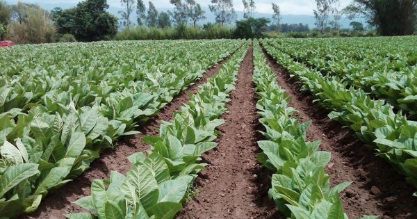 Fondo Especial del Tabaco: Productores de Misiones pedirán adelanto – Reunión de la Mesa Nacional del sector