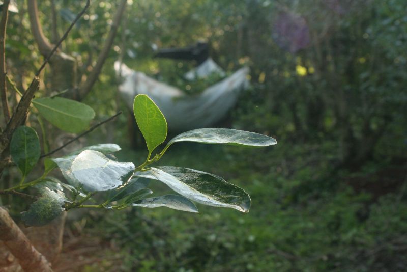 Registro de plantas de acopio de hoja verde – Reunión de trabajo entre INYM y productores de RN14