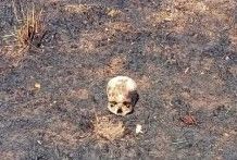 MISIONES – L. N. Alem: Apareció un cráneo humano en predio arrasado por incendios
