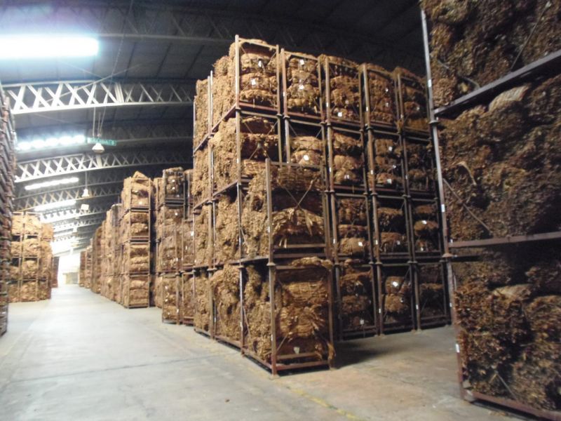 Tabaco Burley: Por efectos de la sequía y el contrabando, no podría cumplirse con las proyecciones de ventas al exterior