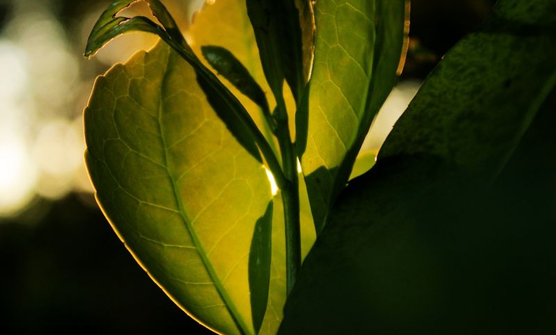 Misiones: Promueven la incorporación de árboles en plantaciones yerbateras