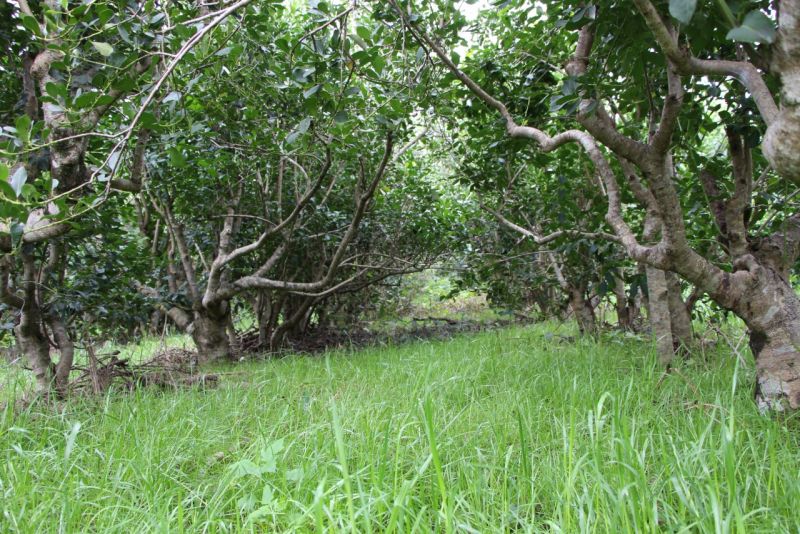 Yerba Mate: El suelo cubierto y sistematizado es central para producir en tiempos de cambio climático