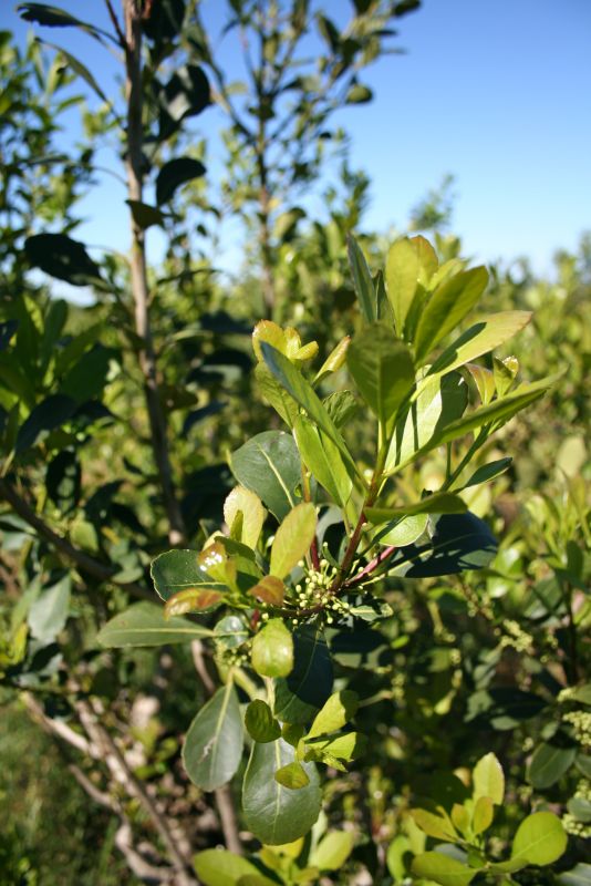 El 16 de octubre, el INYM realiza inscripciones de yerbales y productores en Alicia