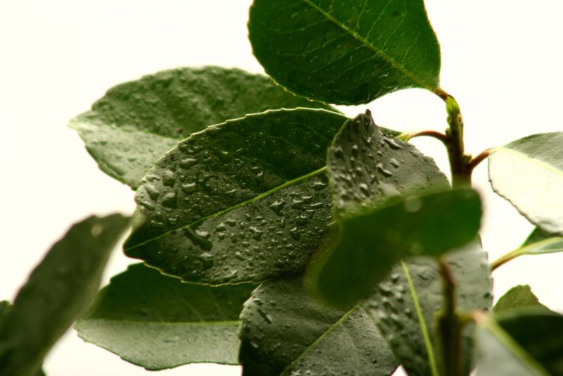 Se impulsa la posibilidad de aplicar bio insumos en yerba mate