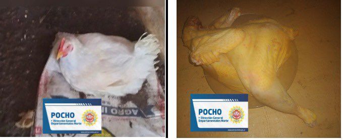 CÓRDOBA – Le robaron una gallina, cuando la policía halló al ladrón, este ya la tenía lista para la parrilla
