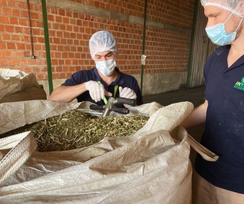 Vigencia de normativa que no permite palo mayor a 12 milímetros en secaderos de yerba mate