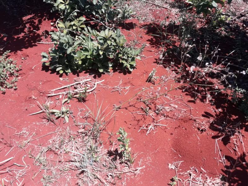 Con cubiertas verdes, menos hormigas en el yerbal
