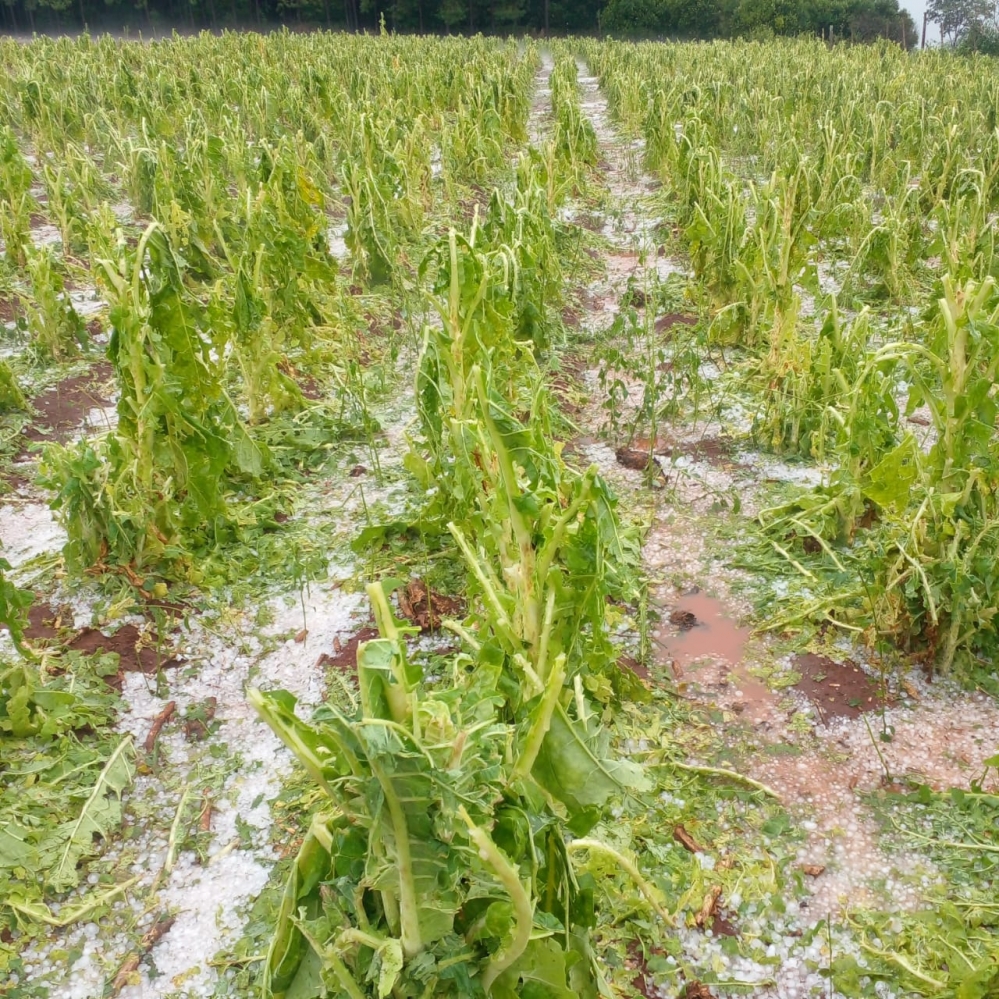 Misiones: Fuerte caída de granizo afectó zona de El Soberbio - VIDEOS