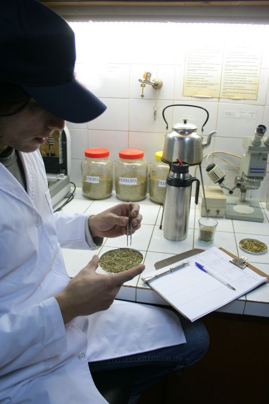 El INYM emitirá un certificado para preservar la calidad de la yerba mate - Audio de nota con Szyzhowski