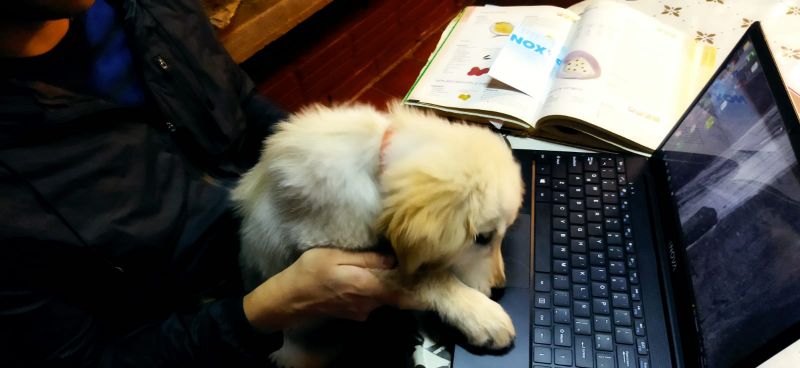 22 de junio: Día Mundial de Llevar el Perro al Trabajo: qué beneficios trae para empleados y empleadores
