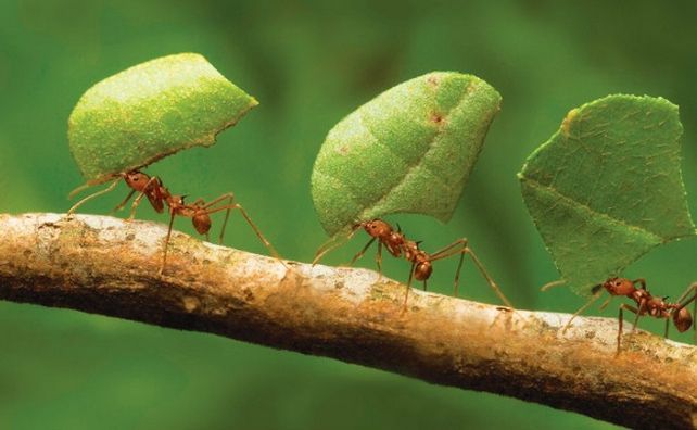 Un biólogo con su estudio sobre hormigas pronosticó la ola de calor, ahora prevé fuertes lluvias