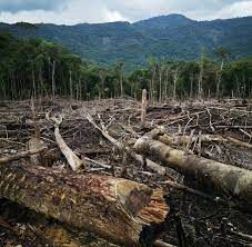 BRASIL - Denuncian a Bolsonaro ante La Haya por la desforestación del Amazonas