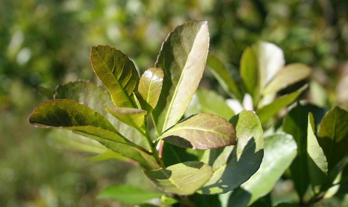 La yerba mate y su desregulación: “Con el poder adquisitivo que tendrá el productor en este escenario calcado de los 90, ya sabemos dónde vamos a terminar”, señaló J. Petterson