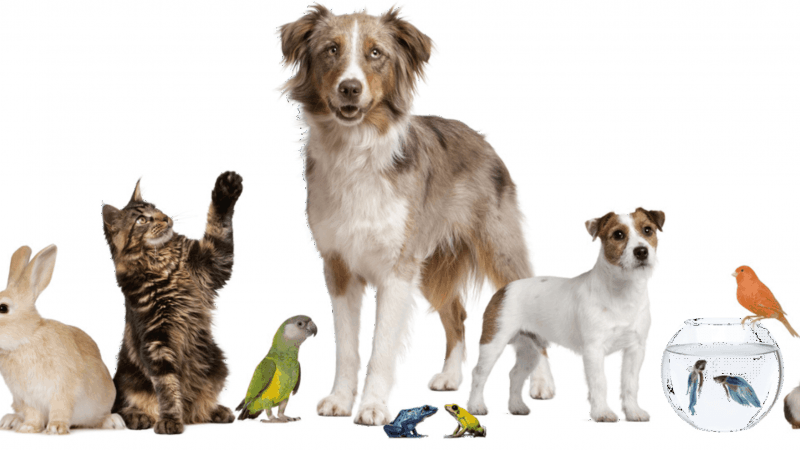 Testeos a animales domésticos para saber si se contagian con coronavirus