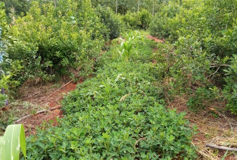 Yerba Mate: Se multiplican las cubiertas verdes para mantener y aumentar los suelos fértiles