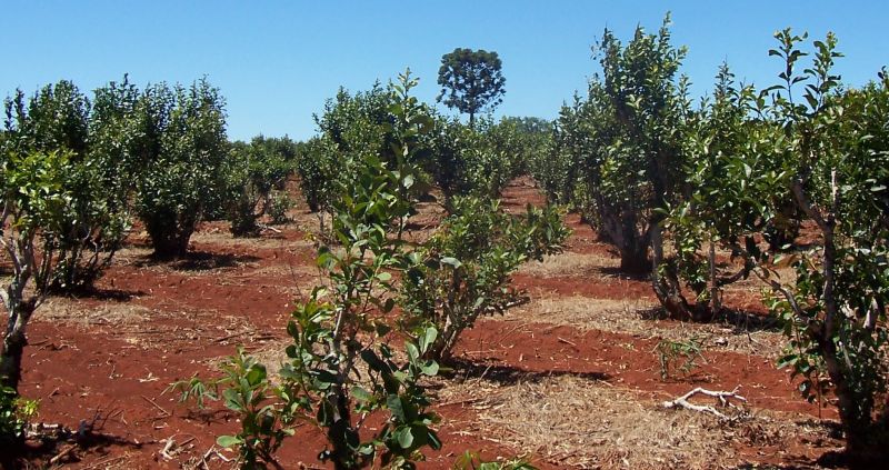 El INYM estableció mecanismo para garantizar la distribución equitativa de nuevas plantaciones - Apoyo del Gobierno de Misiones