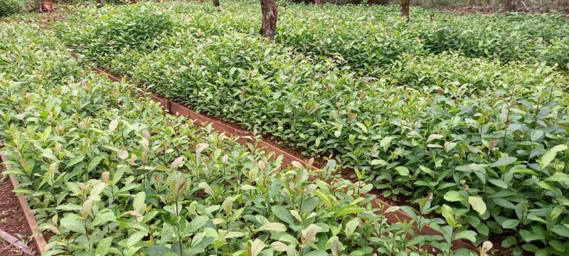 Capacitación sobre viveros de yerba mate