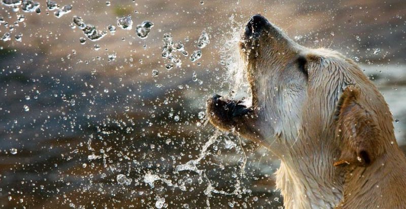 Golpes de calor en las mascotas: ¿Cómo prevenirlos?