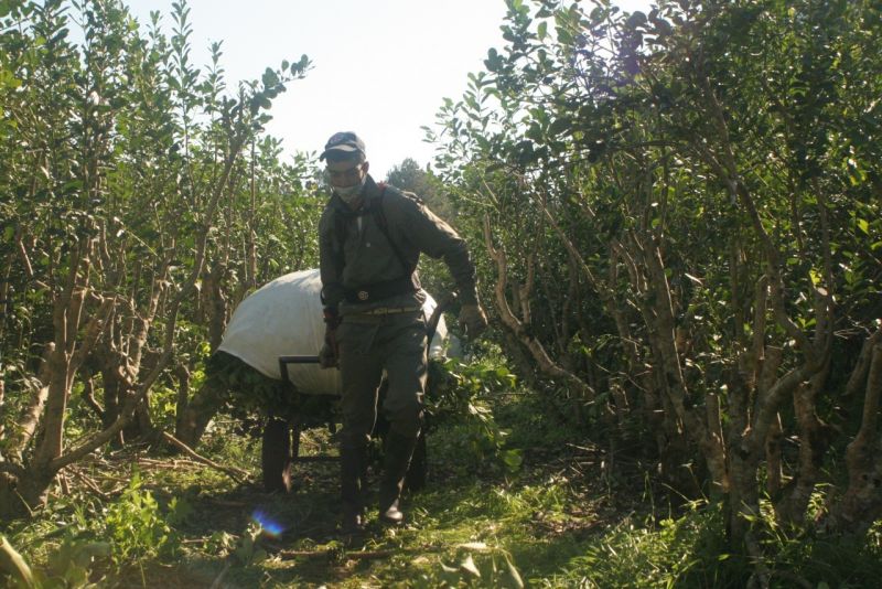 Yerba Mate: Más de 3 mil herramientas a productores y secaderos para mejorar la productividad