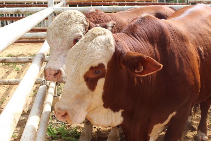Comunales sanvicentinas: Éxito en el Primer Remate de Reproductores Misioneros