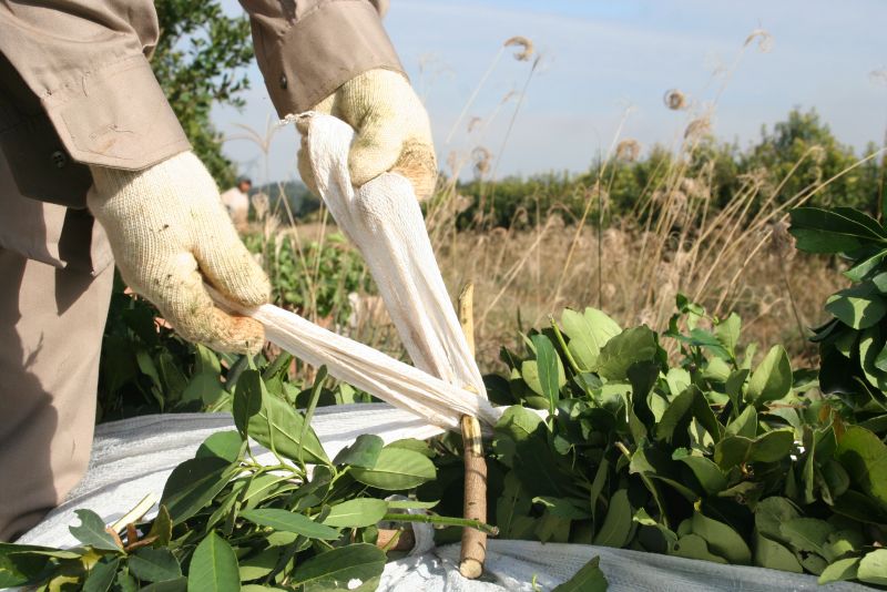 Tiempo de cosecha de yerba mate: Normas para cuidar la calidad y el traslado de hoja verde