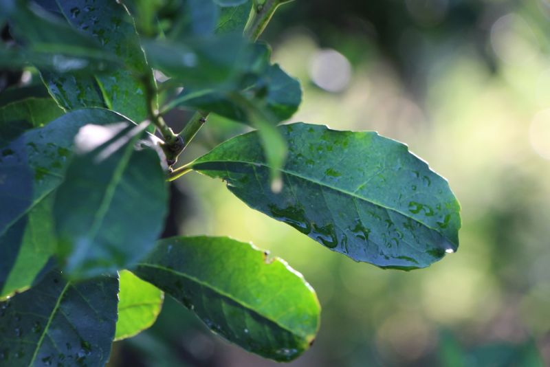 En marzo, jornada científica sobre producción de yerba mate – Capacitación para tareferos