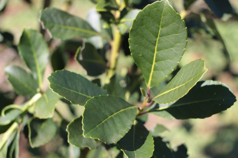La Secretaría de Agricultura fijó los nuevos valores mínimos para la materia prima