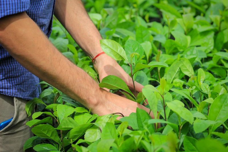 Agricultura sustentable en Misiones, un sueño que comienza a hacerse realidad