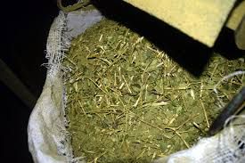 Insistencia de Herrera Ahuad: Argentina logró el mercado de yerba mate a la India