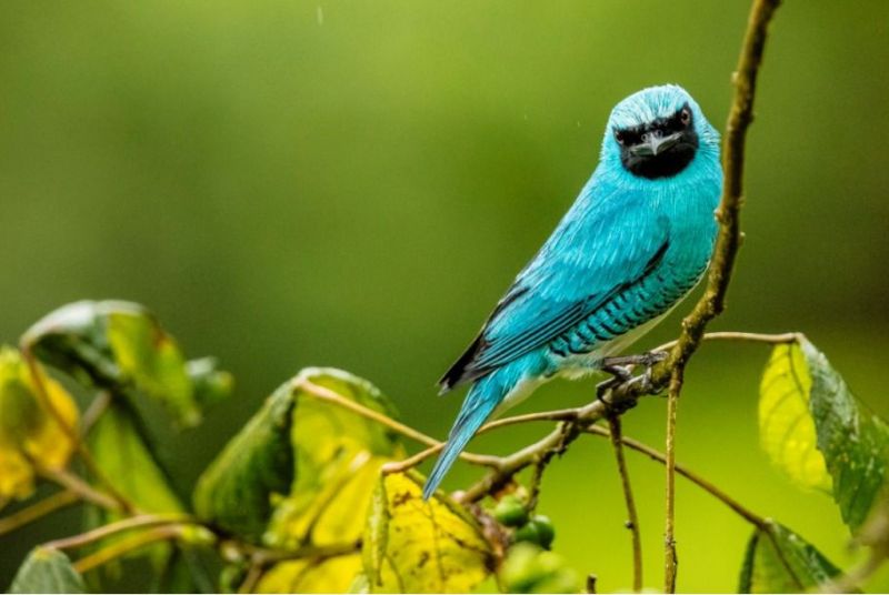 Misiones es la primera Provincia en identificar las áreas claves para la biodiversidad