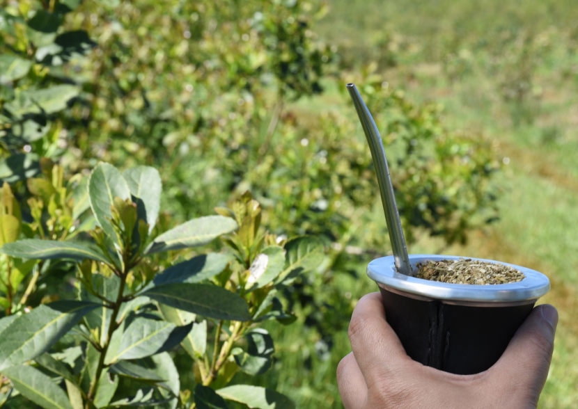 Al cierre de noviembre 2022 el consumo interno y las exportaciones de yerba mate superaron los 294 millones de kilos