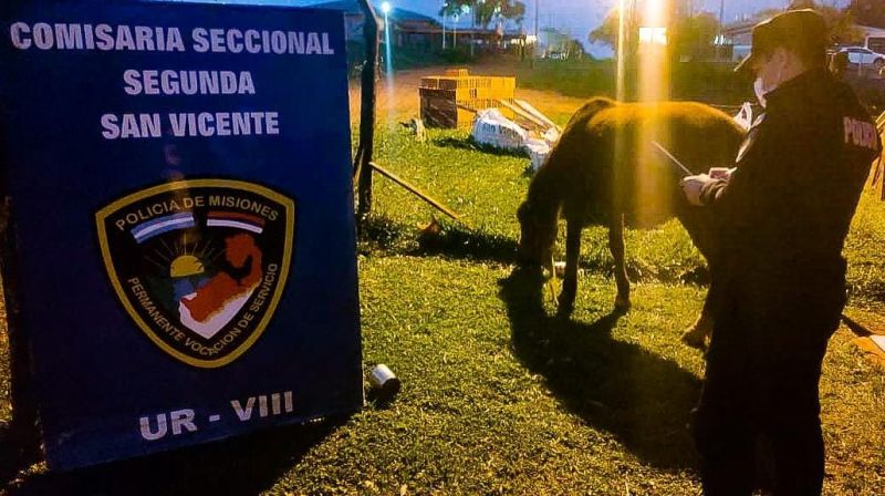 MISIONES: Hallan equino que había sido robado en San Vicente