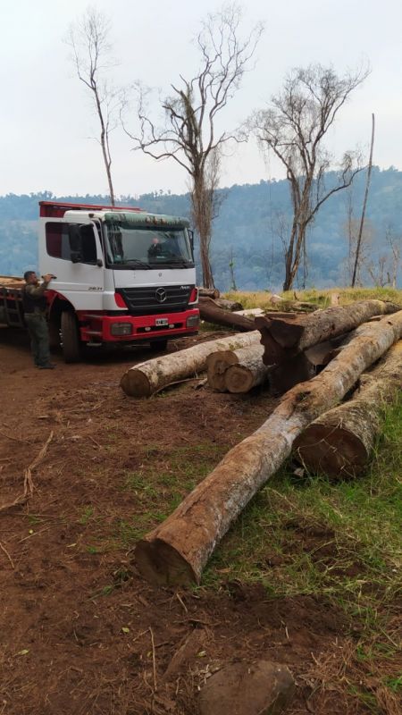 MISIONES – San Vicente: Denuncian extracción de madera nativa sin aval
