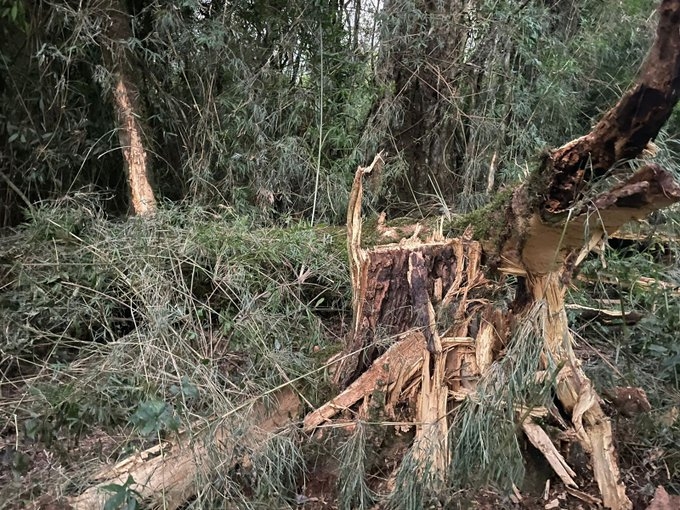 MISIONES – El Soberbio: Accidente laboral dejó sin vida a un hombre