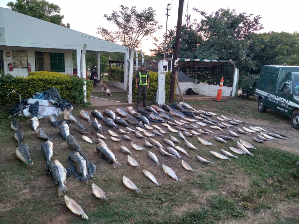 CORRIENTES – GN incautó «pescados» en un control vial