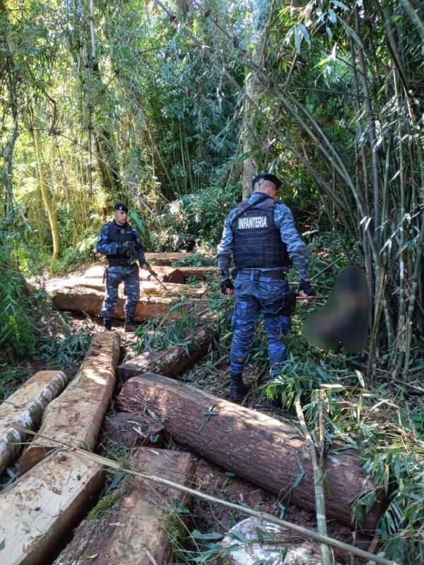 MISIONES - El Soberbio: Robo frustrado de madera en la Biósfera Yabotí