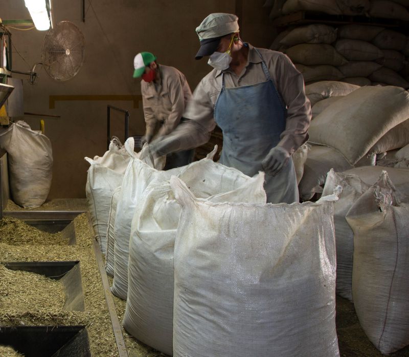 El INYM supervisa la eliminación del exceso de palos en establecimientos yerbateros