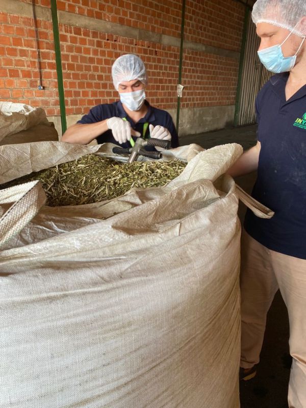 El INYM continúa tomando medidas para fortalecer la calidad y la inocuidad de la yerba mate