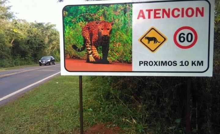 Piden sanciones en Misiones para quienes atropellen animales silvestres