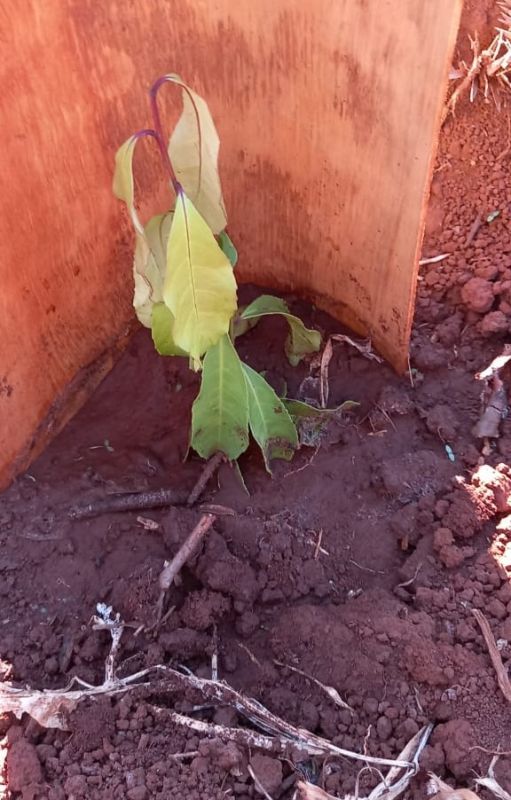 Ante la falta de lluvias, se recomienda monitorear y regar los plantines de yerba mate