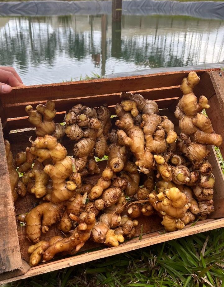 Biofábrica Misiones impulsa en San Vicente, la producción de jengibre con rizomas semilla de calidad para fortalecer la diversificación hortícola