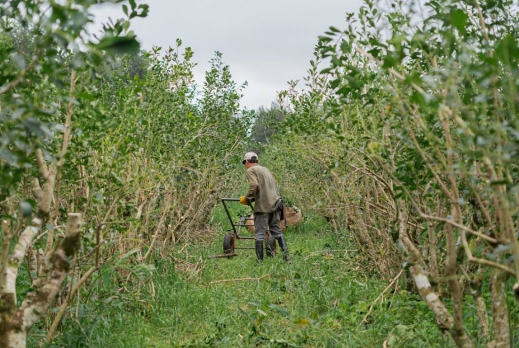 Misiones en búsqueda de un precio justo: Más molinos suman propuestas a la Mesa Yerbatera