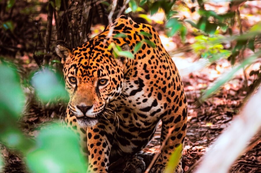 Misiones obtuvo reconocimiento de la ONU, por su seguro de protección del “Yaguareté”, seleccionado entre más de 200 propuestas en el mundo