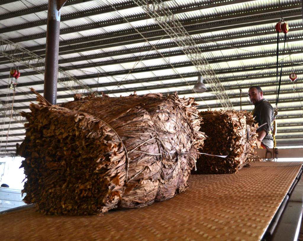 Misiones logró su mejor cosecha de tabaco en 16 años, con más de 39 millones de kgs