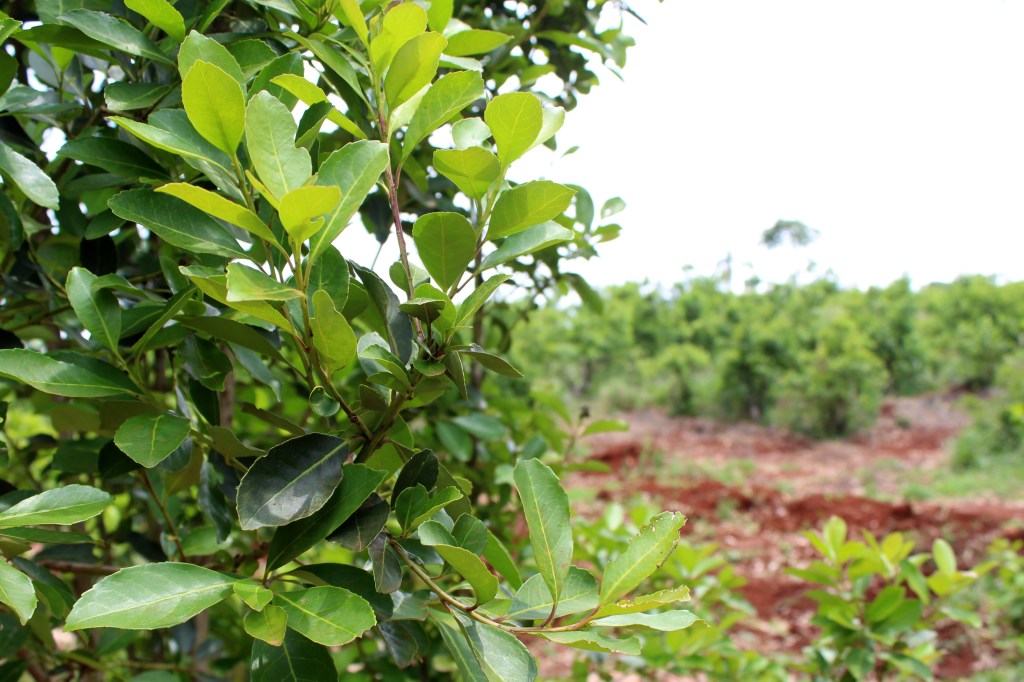 Misiones: Importante respaldo de sectores yerbatero, tealero y forestal a las exportaciones,Misiones: Importante respaldo de sectores yerbatero, tealero y forestal a las exportaciones