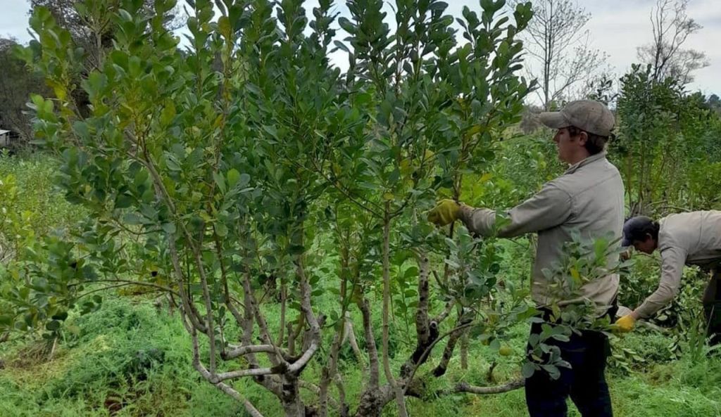 La salida al laberinto de la Yerba Mate