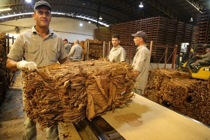 Misiones: Aún no hay acuerdo por el precio del tabaco. No obstante las empresas continuarían con el acopio