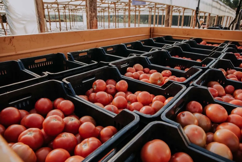 Misiones – Horticultura en San Vicente: tomates, morrones, sandía, melón, frutillas