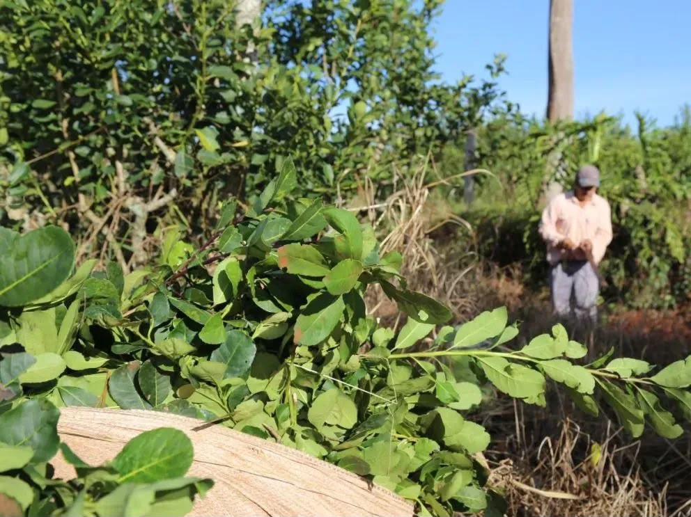 Misiones: Advierten que un pequeño productor yerbatero pierde hasta $15 millones por cosecha tras la desregulación